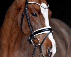 dressage horse Diva Deluxe 6 (Oldenburg, 2018, from Callaho's Benicio)