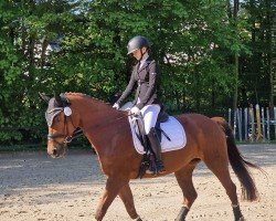 dressage horse Franca H (Rhinelander, 2009, from Fürst Piccolo)