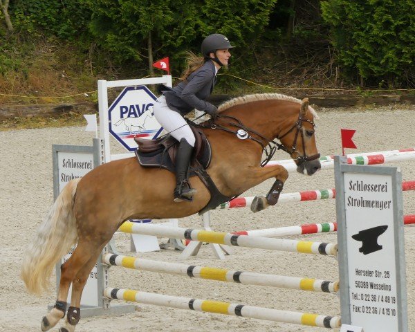 dressage horse Nena 145 (Haflinger, 2010, from Nagan II (1,57% ox))