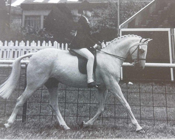 Pferd Sundew (British Riding Pony,  , von Tetworth Nijinski)