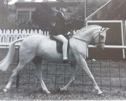 horse Sundew (British Riding Pony,  , from Tetworth Nijinski)