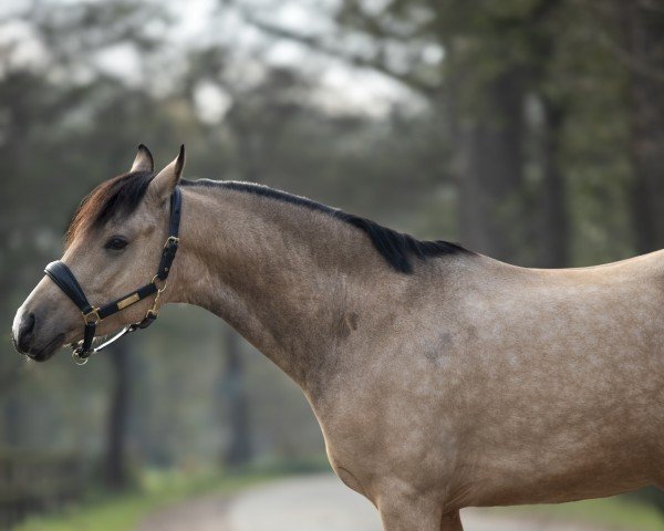 stallion Grisu (German Riding Pony, 2019, from Golden Grey NRW)