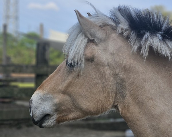 Dressurpferd Eiskönigin vom Lüttwischen (Fjordpferd, 2021, von Lysander 110)