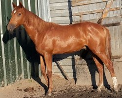 stallion Clonney 3 (German Sport Horse, 2015, from Clueso 5)