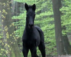 Dressurpferd Tiefenrausch (Trakehner, 2014, von Schwarzgold)