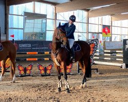 jumper Candarco (Oldenburg show jumper, 2015, from Canturat)