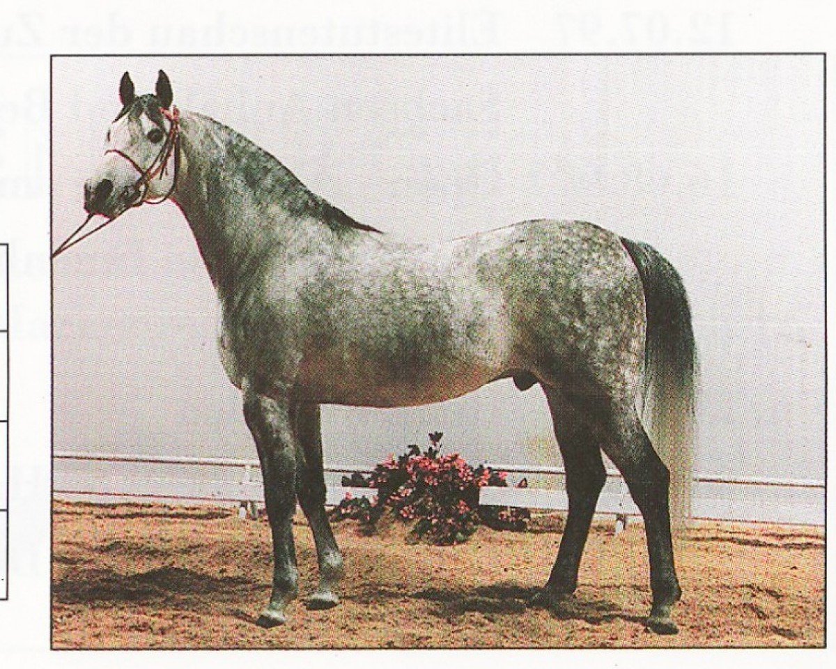 Pferd Patrol ox (Vollblutaraber, 1985, von Aloes ox)
