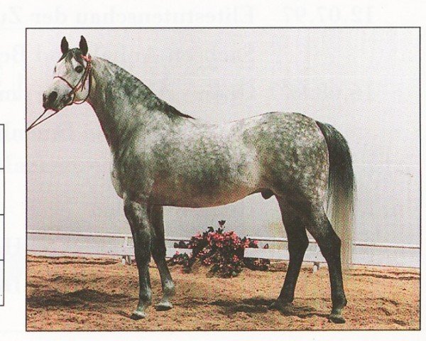 horse Patrol ox (Arabian thoroughbred, 1985, from Aloes ox)