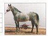 horse Patrol ox (Arabian thoroughbred, 1985, from Aloes ox)