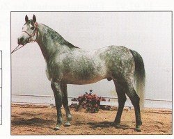 horse Patrol ox (Arabian thoroughbred, 1985, from Aloes ox)