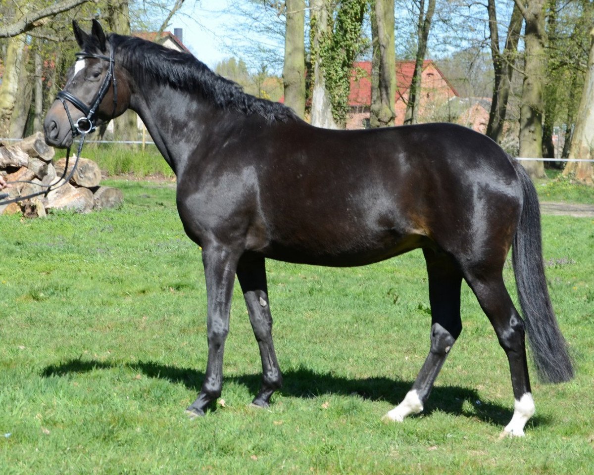 Zuchtstute Illusion VIII (Trakehner, 2000, von Latimer)