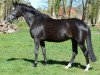 broodmare Illusion VIII (Trakehner, 2000, from Latimer)