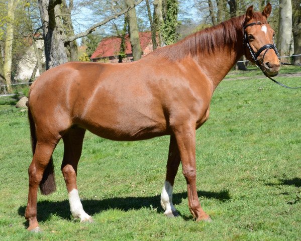 broodmare Hirtenmaid (Trakehner, 2007, from Lord Luciano 2)