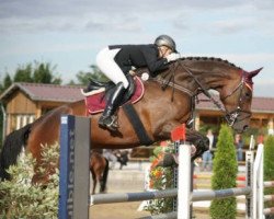 horse Kamontana (Trakehner, 2005, from Monteverdi)