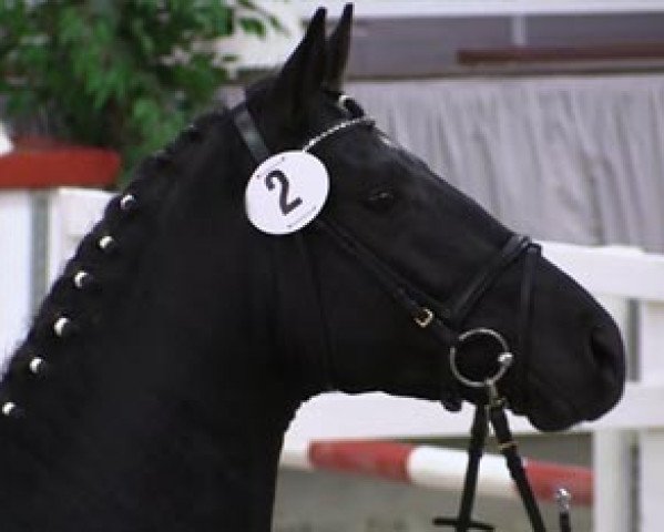 stallion Chutney (Trakehner, 2012, from Amatcho)