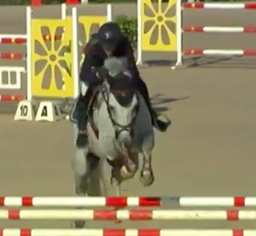 jumper Ukkie S Z (Zangersheide riding horse, 2006, from Utrillo van de Heffinck)