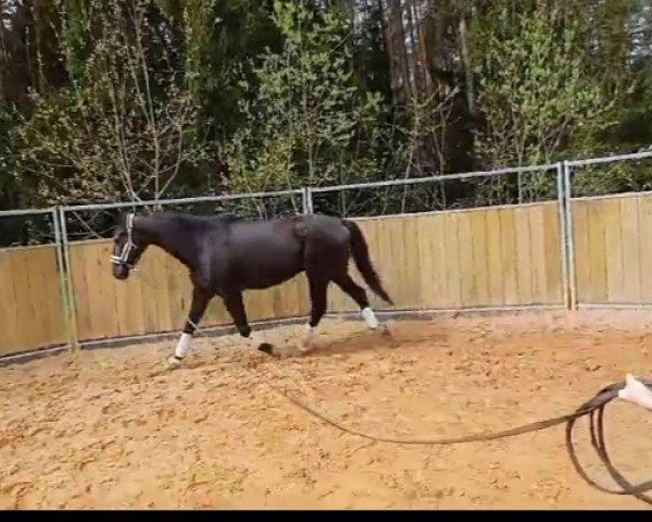 dressage horse Fürst Franz 3 (Bavarian, 2008, from Fürst Scheurenhof)