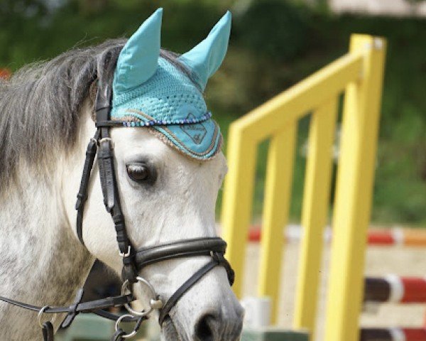 dressage horse Fred 98 (German Riding Pony, 2010, from Santiago)