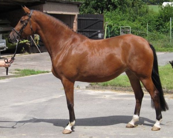 broodmare Perpetua (Trakehner, 2001, from Freudenfest)