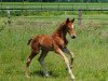 Pferd McAllister (Trakehner, 2012, von Kentucky)