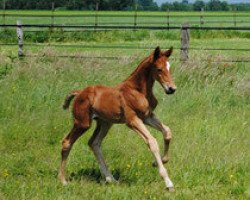 horse McAllister (Trakehner, 2012, from Kentucky)