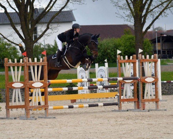 jumper Cosmos T 3 (Holsteiner, 2018, from Canturo)