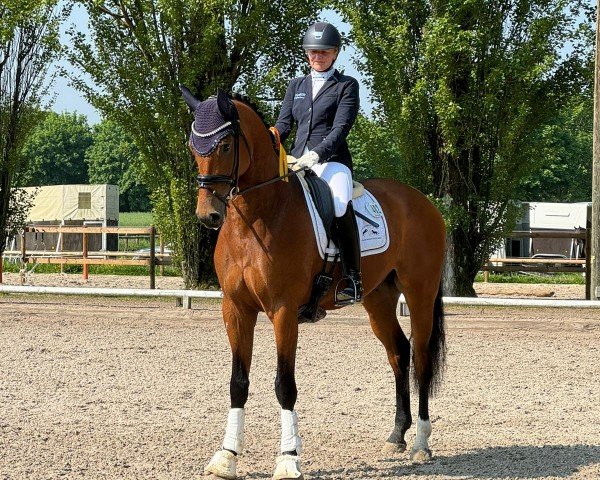 dressage horse Damian Johnson (Westphalian, 2020, from Desperados FRH)