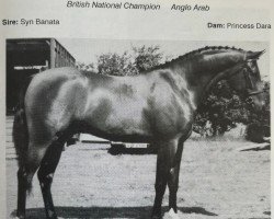 Pferd Young Street Flyer X (Anglo-Araber, 1981, von Syn Banata ox)