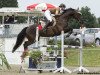 jumper Grand Guzzi (German Sport Horse, 2007, from Grand Clou)