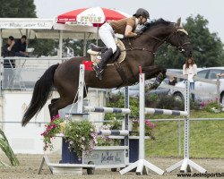 jumper Grand Guzzi (German Sport Horse, 2007, from Grand Clou)