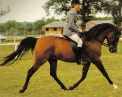 stallion Syn Banata ox (Arabian thoroughbred, 1976, from Banat 1967 ox)