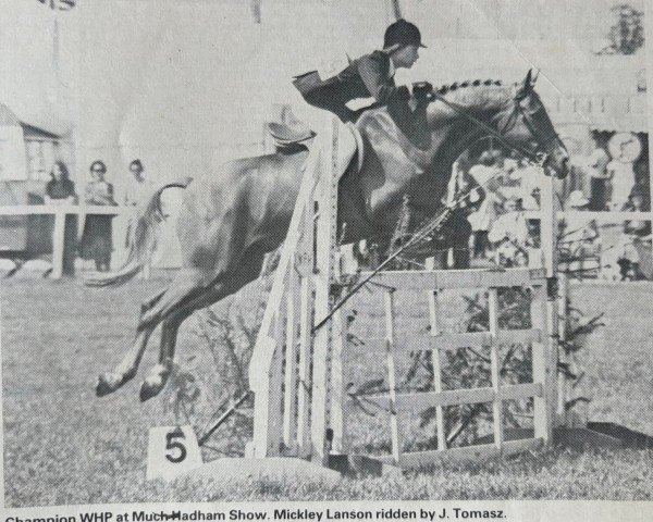 Pferd Mickley Lanson (Pinto/Hunter, 1972, von Bwlch Valentino)