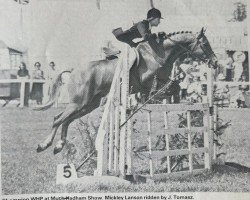 Pferd Mickley Lanson (Pinto/Hunter, 1972, von Bwlch Valentino)