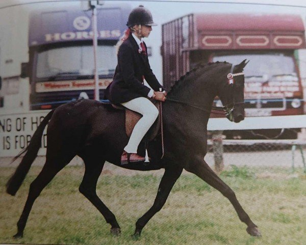 Pferd Rosemore Night Owl (British Riding Pony, 1988, von Cusop Disciplin)