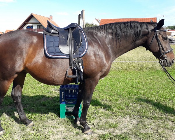 broodmare Ariane (German Sport Horse, 2006, from Corea)