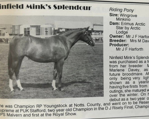 horse Ninfield Minks Splendour (British Riding Pony, 1988, from Wingrove Minkino)