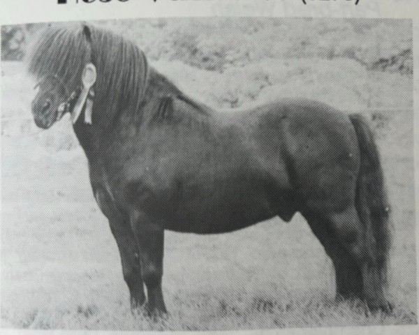 Deckhengst Hose Vantage (Shetland Pony, 1979, von Wells Ernest)