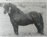 stallion Hose Vantage (Shetland Pony, 1979, from Wells Ernest)