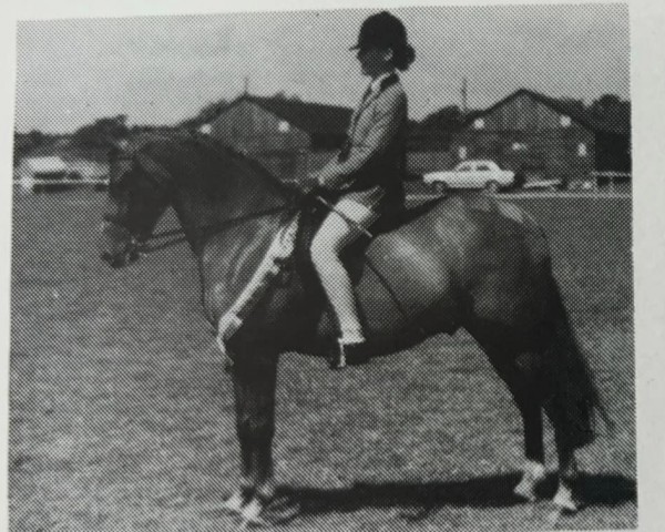 Pferd Douthwaite Drogheda (Welsh Partbred, 1984, von Ernford Wildfire)