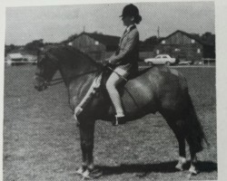 Pferd Douthwaite Drogheda (Welsh Partbred, 1984, von Ernford Wildfire)