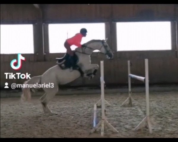 jumper Caskania (Zangersheide riding horse, 2014, from Carlsberg)