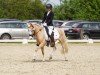 dressage horse Classilok (Pony without race description, 2008)