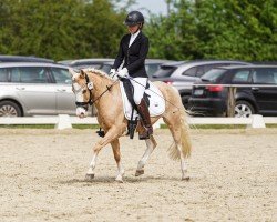 dressage horse Classilok (Pony without race description, 2008)