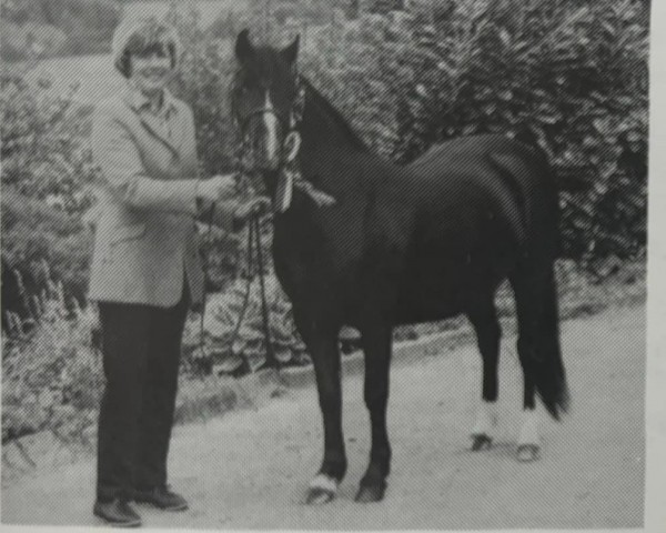 Pferd Cammac Rose Princess (Welsh Mountain Pony (Sek.A), 1988, von Coed Coch Reg)