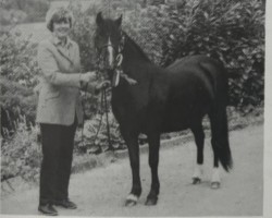 horse Cammac Rose Princess (Welsh mountain pony (SEK.A), 1988, from Coed Coch Reg)