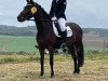 dressage horse Dawina G (German Riding Pony, 2015, from Da Capo)