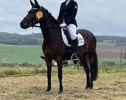 dressage horse Dawina G (German Riding Pony, 2015, from Da Capo)