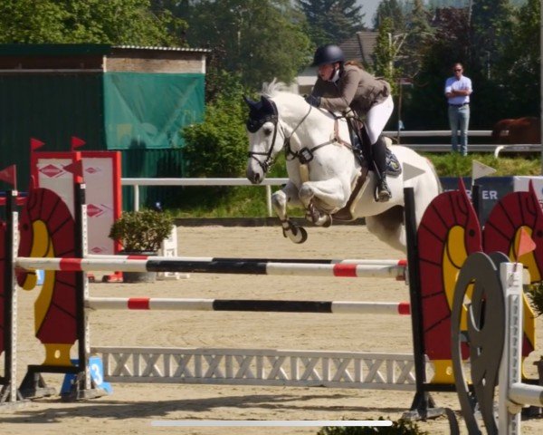jumper Loxley des Aucels Z (Zangersheide riding horse, 2013, from Lux Z)
