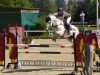 Springpferd Loxley des Aucels Z (Zangersheide Reitpferd, 2013, von Lux Z)