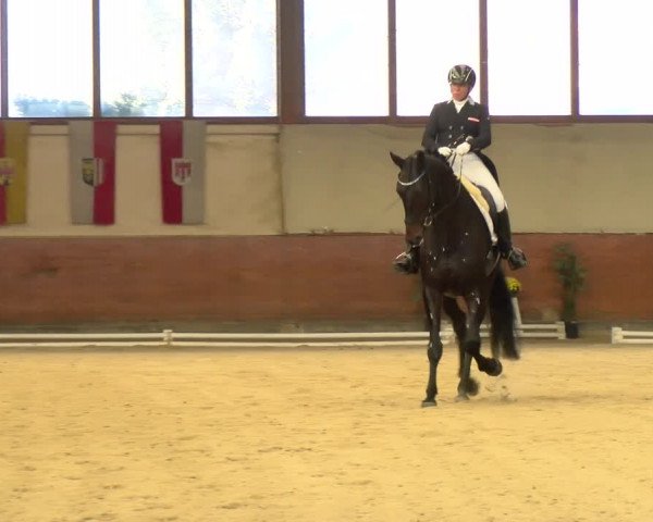 Reitturnier Weikersdorf am Steinfelde 2021
